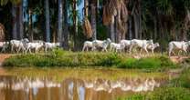 Parintins Agropecuária estará presente na Expoferr