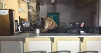 Urso invade sorveteria, se delicia com sabores e mobiliza a polícia na Califórnia