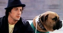 "Tive que vender meu cachorro para comprar comida": Antes de Rocky, Sylvester Stallone passou por perrengues no início de carreira