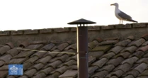 Saiba qual é o animal que roubou a cena durante transmissão da chaminé do Vaticano