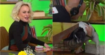 Cachorrinha de Ana Maria Braga derruba cenário do 'Mais Você' e é 'resgatada' pela produção