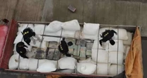 PRF apreende cerca de 800 kg de maconha escondida em carga de ração na BR-386