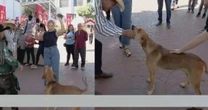 Cachorro tenta comer 'ponto' de jornalista ao vivo; veja vídeo