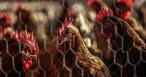 A religião por trás da Korin, pioneira na produção de frango orgânico no Brasil