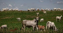 União Europeia veta carne brasileira, mas tenta abrir diálogo