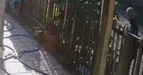 Homem é preso por maus-tratos após agredir cachorro com pedaço de madeira no Litoral Norte do RS