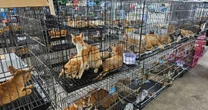 Rede que roubava gatos para consumo humano é desmantelada no Vietnã e centenas de animais são salvos