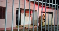 Homem apontado como suspeito de matar jovem em Santo Ângelo é encontrado morto no RS