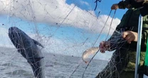 Patram recolhe rede de pesca clandestina em área de preservação na Lagoa dos Patos