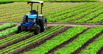 Crédito estruturado apoia mecanização da cafeicultura