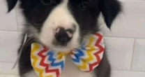 Filhote de border collie é roubado de pet shop nos Jardins, mas história tem final feliz; veja vídeo