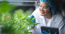 Cannabis medicinal amplia debate industrial no Brasil