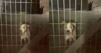 Cachorros de vizinho invade casa, mata cão e ataca mulher em Porto Alegre