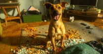 Caramelo: Cena com cachorro no novo filme da Netflix precisou de 30 dias de ensaio