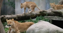Zoológico na Dinamarca pede doação de pets para alimentar predadores e gera revolta