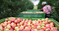 Umidade e a temperatura ameaçam exportação de alimentos