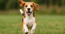 AliExpress registra boom nas vendas de produtos pet