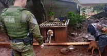 Mulher é presa por maus-tratos após cães serem encontrados desnutridos em Cruz Alta