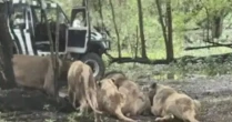 O que se sabe sobre a morte de tratador devorado por leões em zoológico na Tailândia