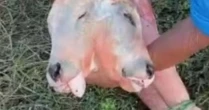 Bezerro nasce com duas cabeças em cidade do MA; mãe sobreviveu após tratamento