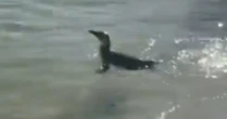 Pinguim é visto em praia da Zona Sul do Rio de Janeiro; veja vídeo
