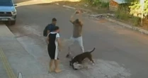Pitbull ataca cachorro em GO e para somente após levar pedrada