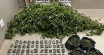 BM flagra plantação de maconha "camarão" e prende suspeito no litoral gaúcho