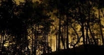 Incêndio destrói floresta de Fontainebleau, a 60 km de Paris, e pode ter origem criminosa