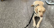 Voo para Lisboa é cancelado após TAP não embarcar cão de criança autista mesmo com ordem judicial