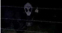 Veio de óvni? Vaca alienígena viraliza nos Estados Unidos
