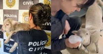 Filhote de ovelha é encontrado amarrado e sem água em apartamento no RS