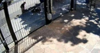 Tutora de cão é processada por Tentativa de Homicídio após ataque brutal em Porto Alegre