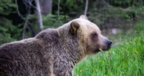 Japão anuncia contratação de caçadores após recorde de ataques de ursos em áreas urbanas