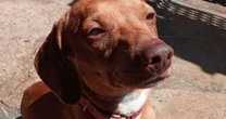 Tutora encontra cachorro morto degolado na garagem em SP; caso é o segundo na região
