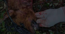 Cão é morto após ser transportado no porta-malas e abandonado em Camaquã