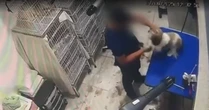 Cachorra é agredida durante tosa em pet shop e fica com lesão no olho