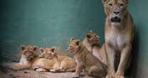 Filhotes de leoa nascem no Zoológico de SP; veja fotos e saiba quando será possível visitá-las