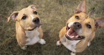 Elanco trata mais de 2 milhões de cães com Zenrelia