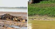 Pescador atravessa lago com jacarés durante seca no Amazonas; vídeo