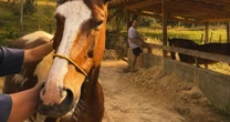 Conheça Hope, a égua 'que ia virar carne seca' mas foi adotada por André Marques