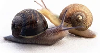 Revista lança campanha para encontrar parceiro para caracol raro na Nova Zelândia