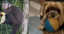 Macaco invade casa de luxo rouba cacho de banana e é perseguido por cachorrinha; veja vídeo