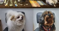 Resgate de cães roubados e 6 suspeitos presos após assalto em Porto Alegre