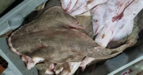 Esquema criminoso de pescado ilegal é descoberto em Guaíba