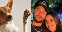 É um dos 3 nomes MAIS amados no Brasil por donos de pet: coincidência une escolha de Neymar e Bruna Biancardi a ranking sobre animais