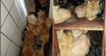 Mais de 400 gatos são encontrados em situação precária em apartamento de SC