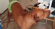 Pitbull salva idoso de sofrer agressões do próprio filho