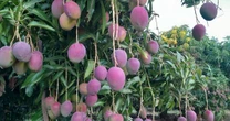 O risco de fruta brasileira 'virar lama' com tarifaço de Trump: 'Estou dando manga e ninguém quer'