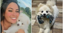 Mulher denuncia ex-companheiro por matar cachorro de estimação a facadas: 'Monstro'