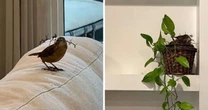 Apresentadora mostra passarinho invadindo sala de TV fazendo ninho em vaso de planta
